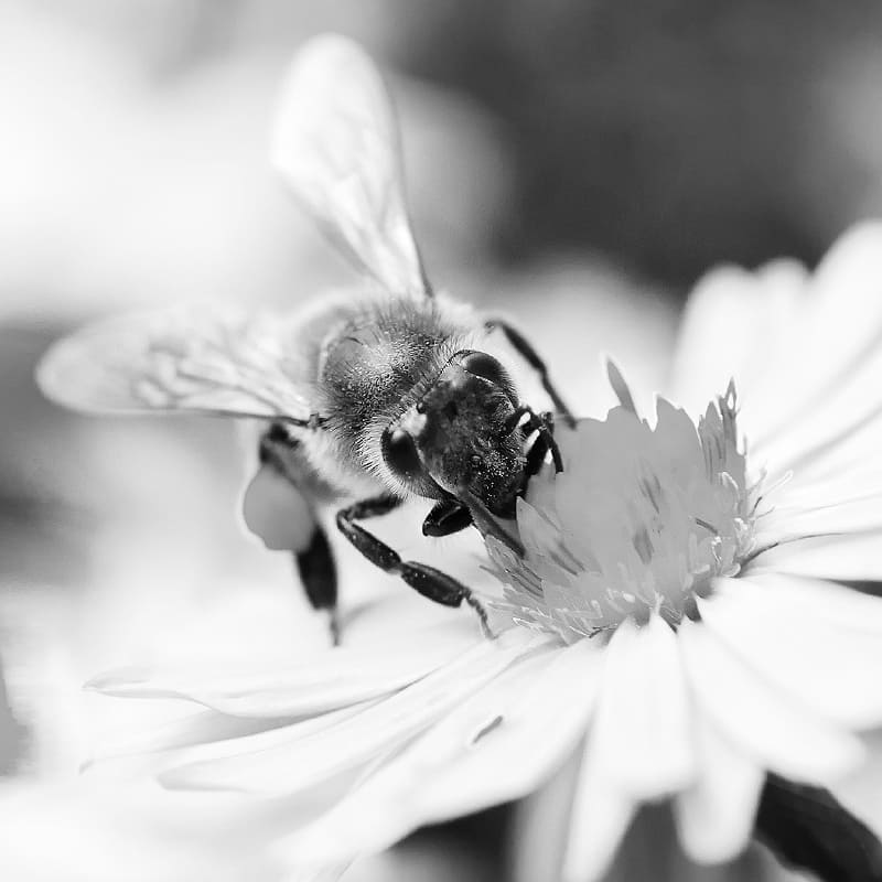 Gronenberg - Biene auf Blüte